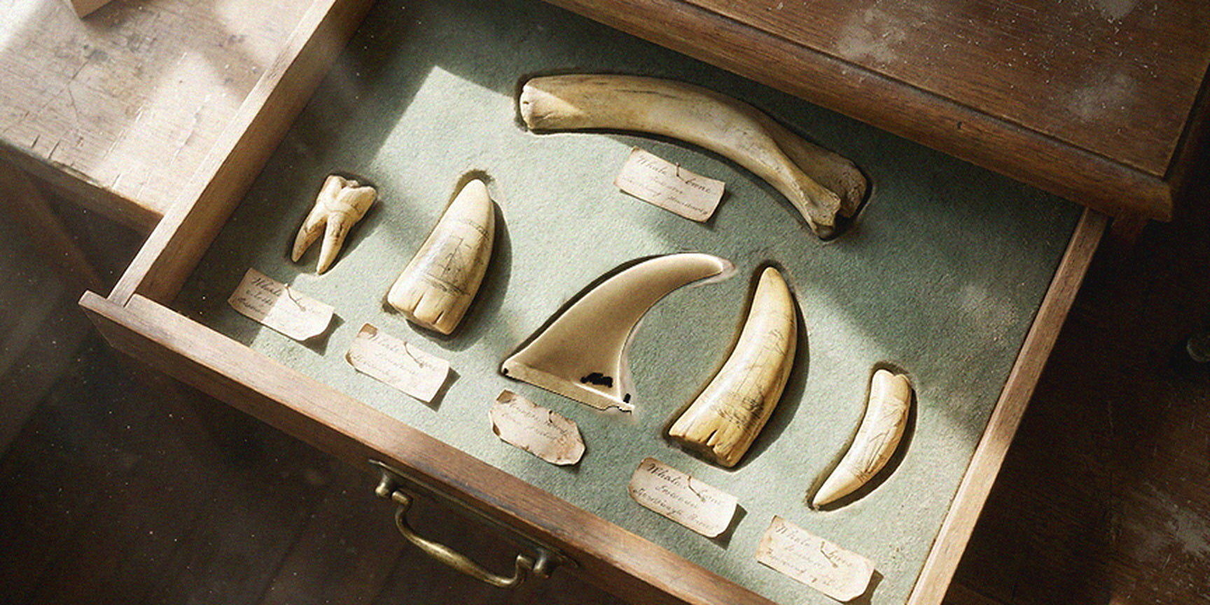 The Scrimshaw fin laid in a felt-lined specimen drawer among scrimshaw whale bone and teeth with handwritten labels
